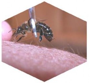 jacqueline zu&ntilde;iga prestadores de Servicio tecnico en Chile en Iquique |  terapias apiterapia en iquique Uso delveneno de Abejas para tratar y curar , apiterapia en iquique