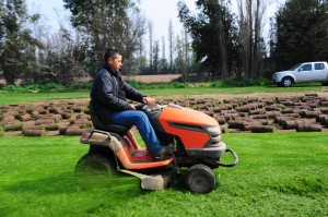 nicolas prestadores de Servicio tecnico en Chile en La Reina |  Pasto alfombra verde natural de primera calidad en rollo, palmeta de verde pasto