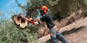 osvaldo prestadores de Servicio tecnico en Chile en Vi&ntilde;a del Mar |  Tala de arboles limpieza de canales en altura, podas, talas, casas, Jardines mantenciones
