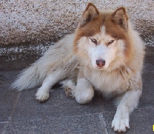 Macarena Isla prestadores de Servicio tecnico en Chile en La Florida |  Busco Novia Malamute, Soy Mallku, un bello macho