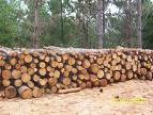 Marcelo prestadores de Servicio tecnico en Chile en Valdivia |   vendo le&ntilde;a hulmo luma hualle arrayan eucalipto temo tepa manzano casta&ntilde;o,  Por mayor y detalle Valdivia fono 252432 