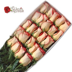 eljardinderosas prestadores de Servicio tecnico en Chile en Santiago |  REGALA FINAS ROSAS ECUATORIANAS RAMOS,CAJA,FLOREROS, DESPACHO GRATIS A DOMICILIO 02-6887487