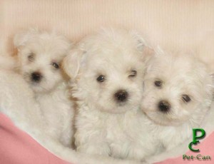 Pet Can prestadores de Servicio tecnico en Chile en Las Condes |  * * * MALTES PEQUE&Ntilde;ITOS * * *, ��� GARANTIZADOS !!!