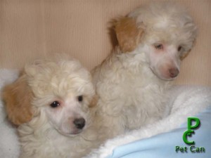 Pet Can prestadores de Servicio tecnico en Chile en Las Condes |  * * * OFERTA POODLE ENANITOS * * *, ��� GARANTIZADOS !!!