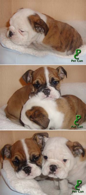 PetCan prestadores de Servicio tecnico en Chile en Las Condes |  * * * BULLDOG INGLES INSCRITO EN OFERTA + REGALOSSS * * *, ��� BAJAMOS LOS PRECIOS Y AGREGAMOS REGALOS !!!