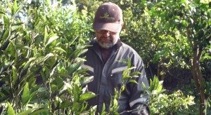 Patricio Ogalde prestadores de Servicio tecnico en Chile en Lo Barnechea |  MAESTROS EN OBRAS DE JARDINER&Iacute;A , Manutenci&oacute;n Jardines